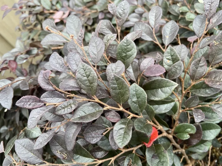 Loropetalum chinense 'Kurobijin' (Cerise Charm™) foliage