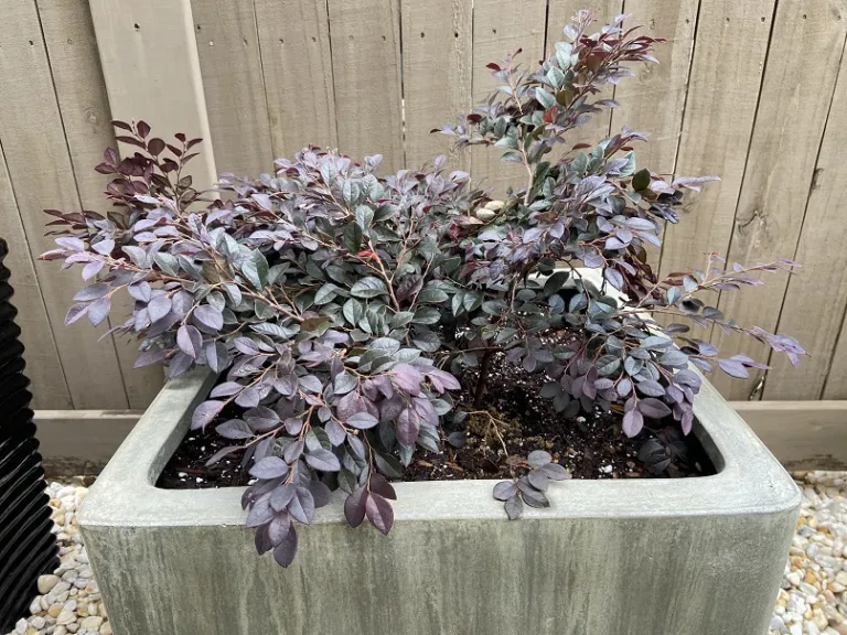 Loropetalum chinense 'Kurobijin' (Cerise Charm™) habit