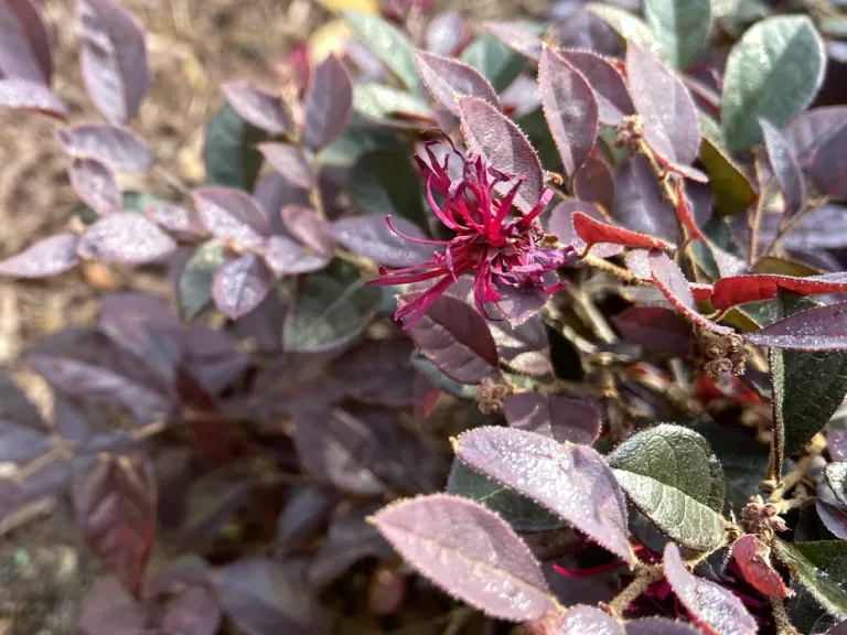 Loropetalum chinense 'PIILC-III' (Purple Daydream®) flower
