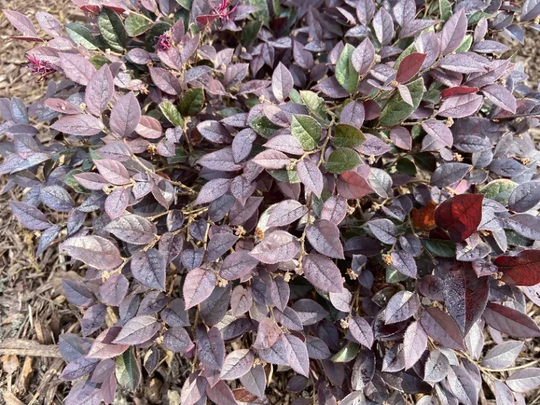 Loropetalum chinense 'PIILC-III' (Purple Daydream®) foliage