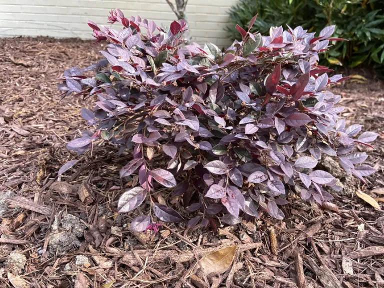 Loropetalum chinense 'PIILC-III' (Purple Daydream®) habit