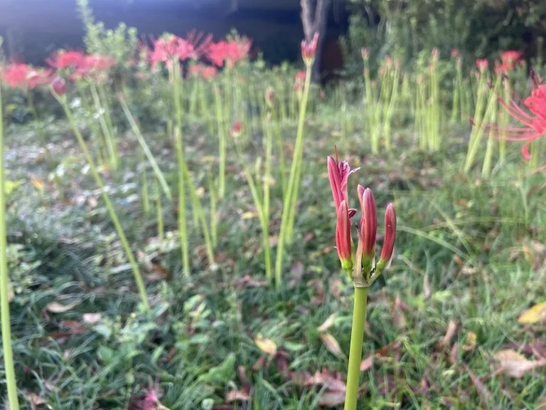 Lycoris radiata flower buds