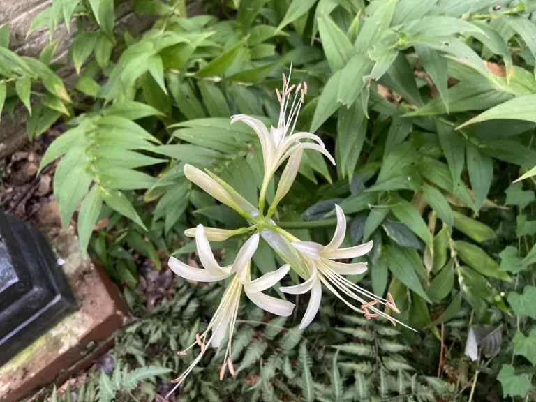 Lycoris × albiflora flower