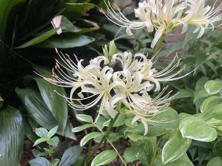 Lycoris × albiflora flower