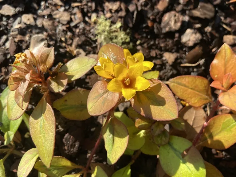 Lysimachia congestiflora (Waikiki Sunset™) flower