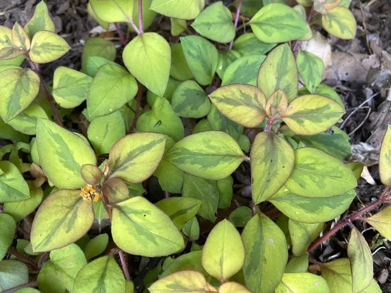 Lysimachia congestiflora (Waikiki Sunset™) foliage