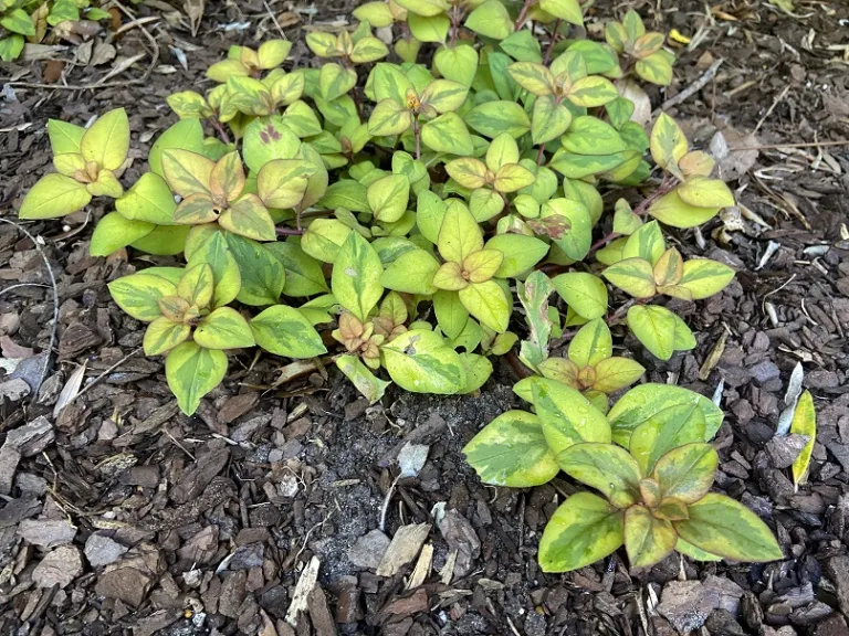 Lysimachia congestiflora (Waikiki Sunset™) habit