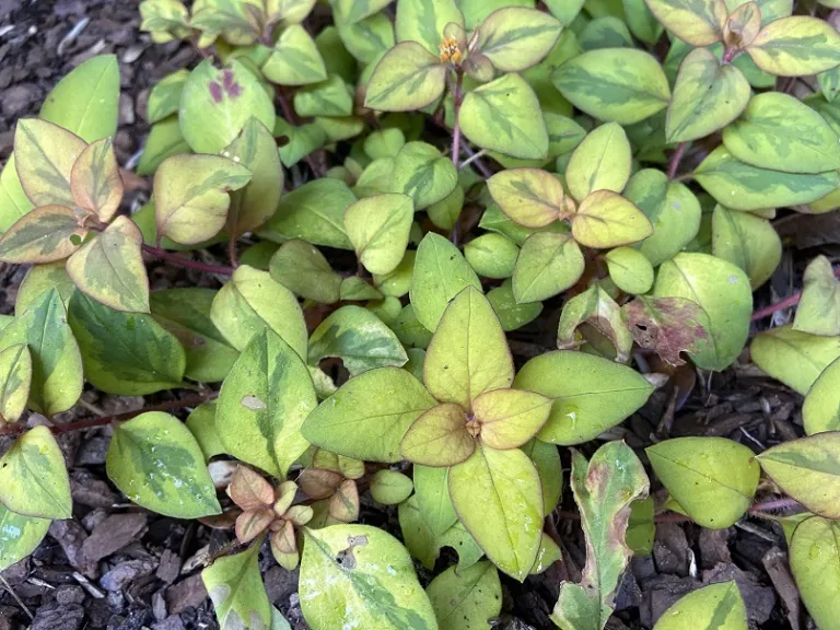 Lysimachia congestiflora (Waikiki Sunset™) variable foliage