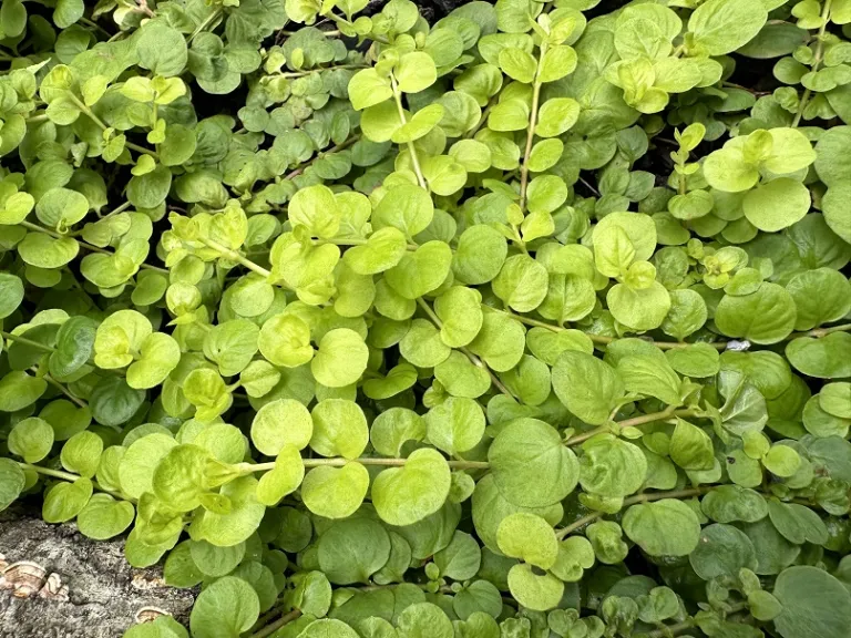 Lysimachia nummularia 'Aurea' foliage