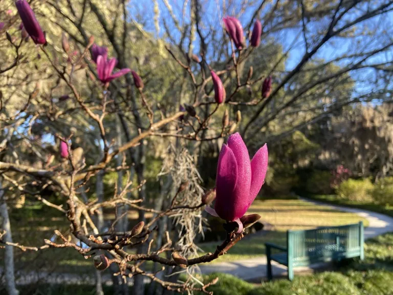 Magnolia 'Ann' flower bud