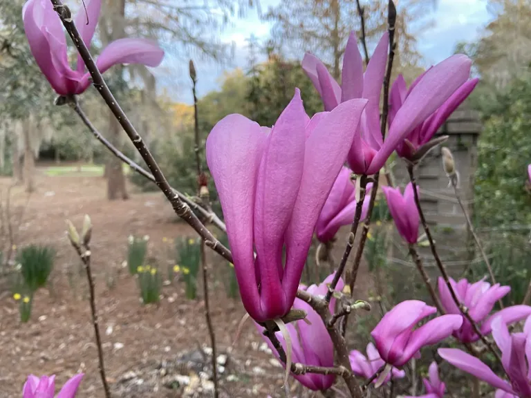 Magnolia 'Jane' flower