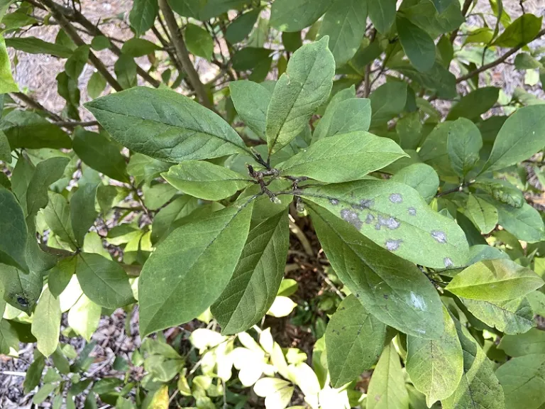 Magnolia 'Jane' foliage