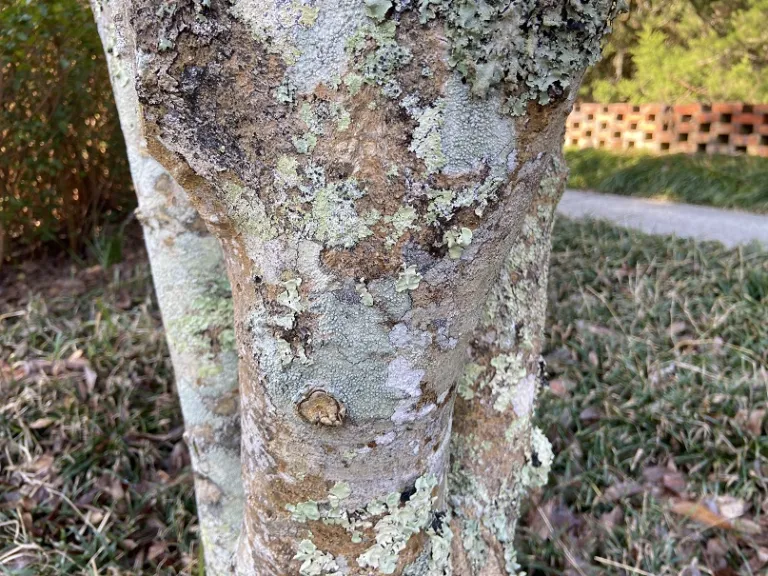 Magnolia × loebneri 'Leonard Messel' bark