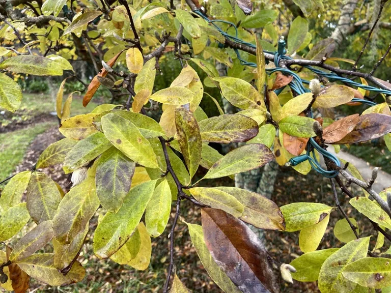 Magnolia ×loebneri 'Leonard Messel' fall foliage