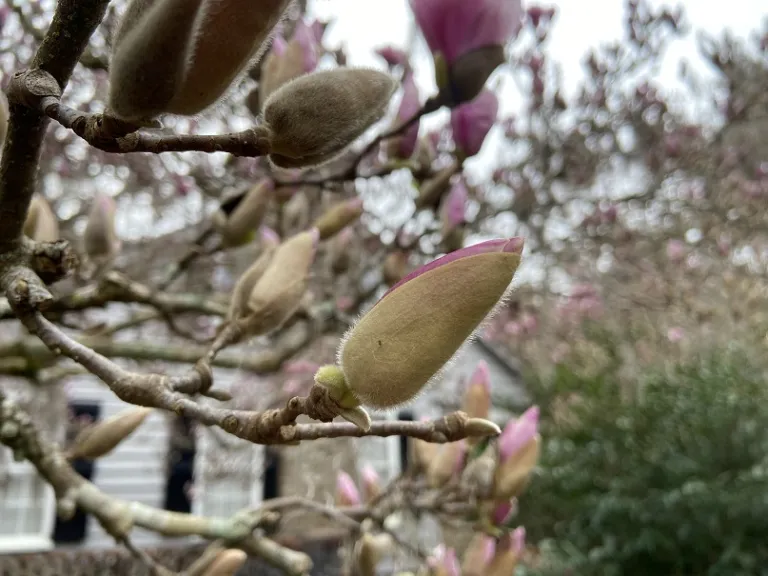Magnolia × soulangeana 'Rustica Rubra' flower bud