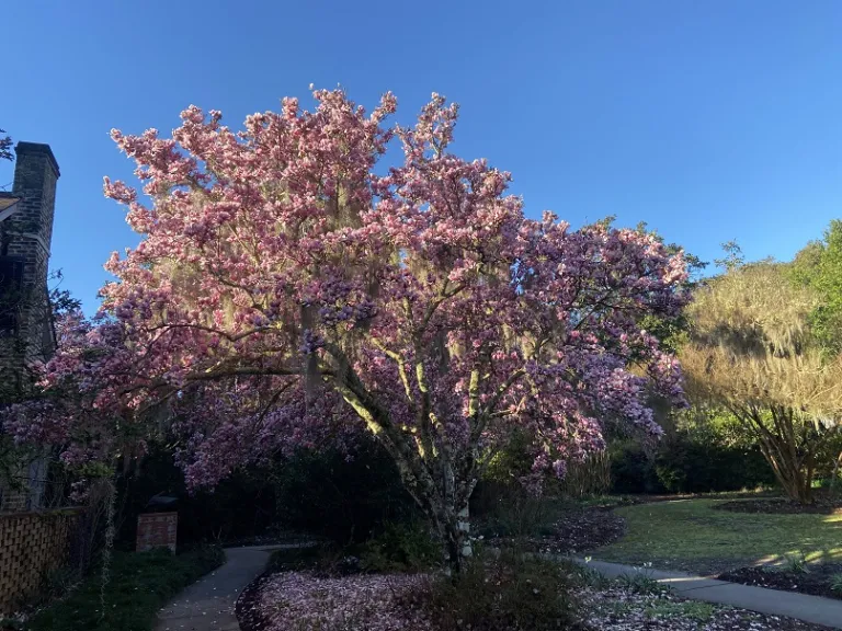 Magnolia × soulangeana 'Rustica Rubra' flowering habit