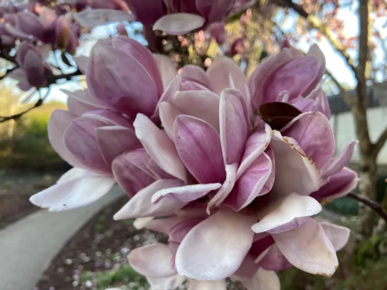 Magnolia × soulangeana 'Rustica Rubra' flowers