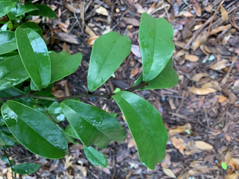 Magnolia figo 'Stellar Ruby' foliage