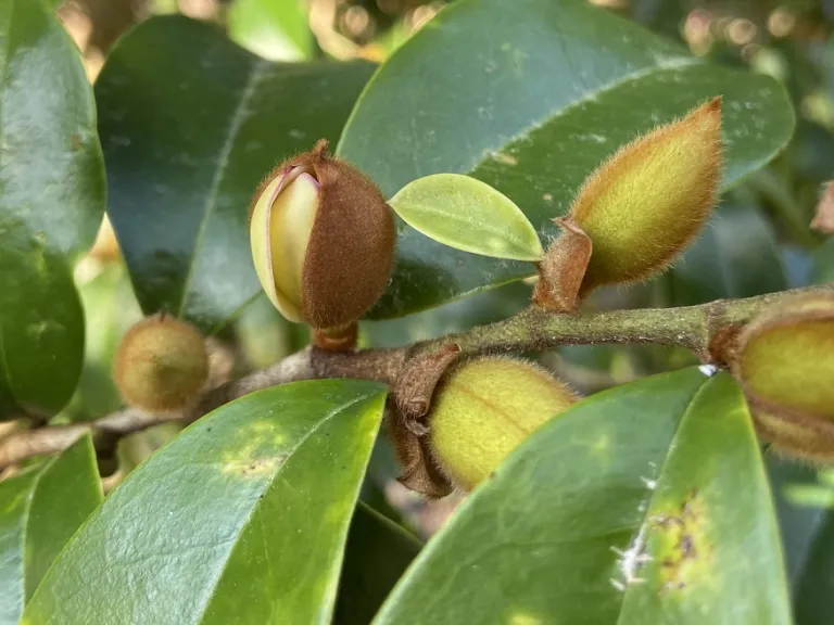 Magnolia figo bud opening