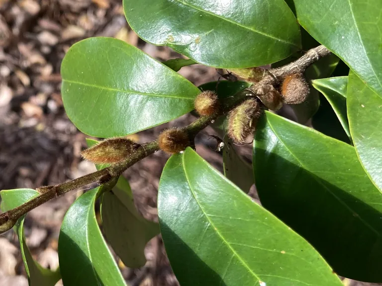 Magnolia figo buds