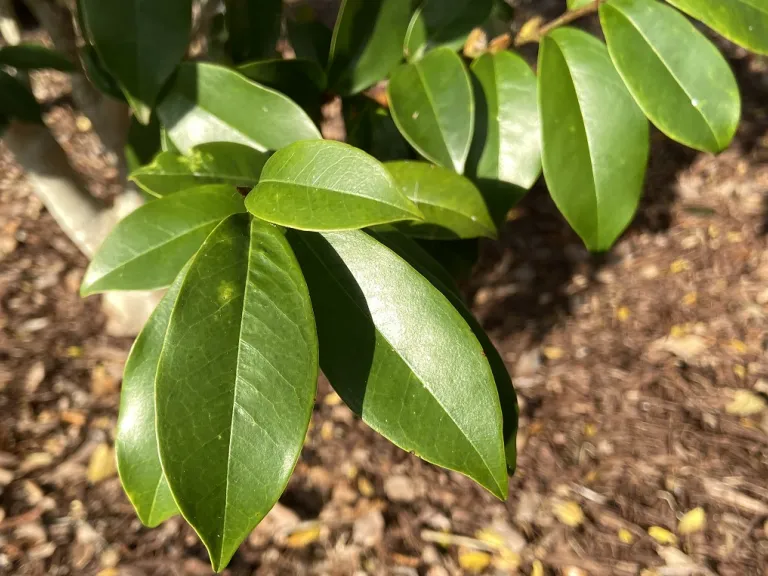 Magnolia figo foliage