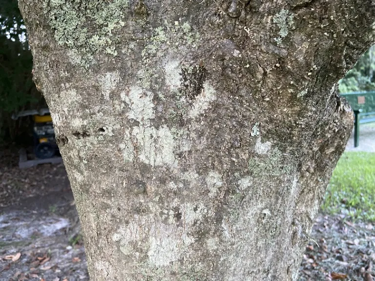 Magnolia grandiflora 'Little Gem' bark