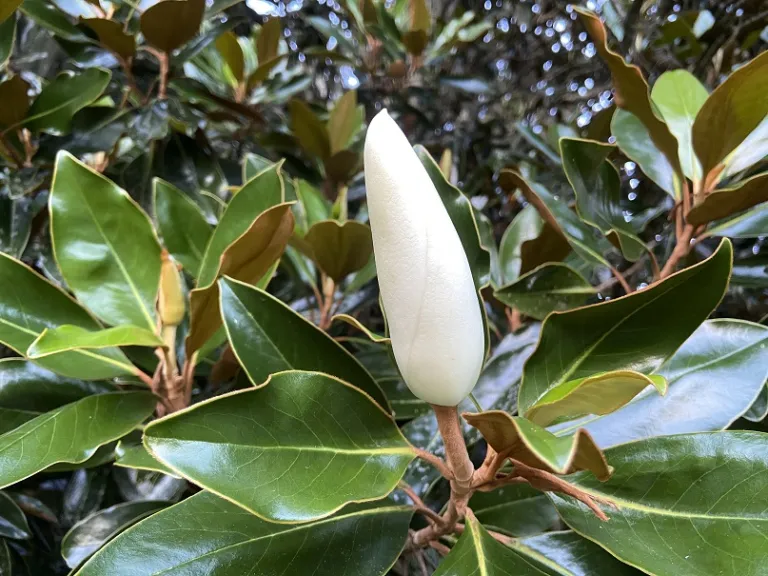 Magnolia grandiflora 'Little Gem' flower bud close to opening