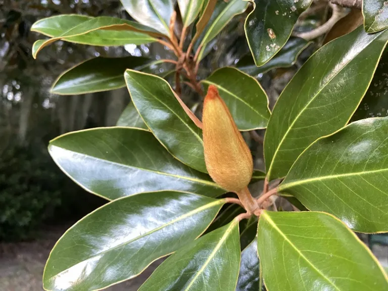 Magnolia grandiflora 'Little Gem' flower bud