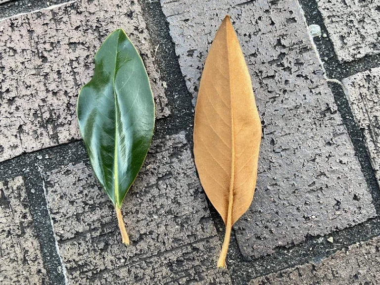 Magnolia grandiflora 'Little Gem' foliage front and back