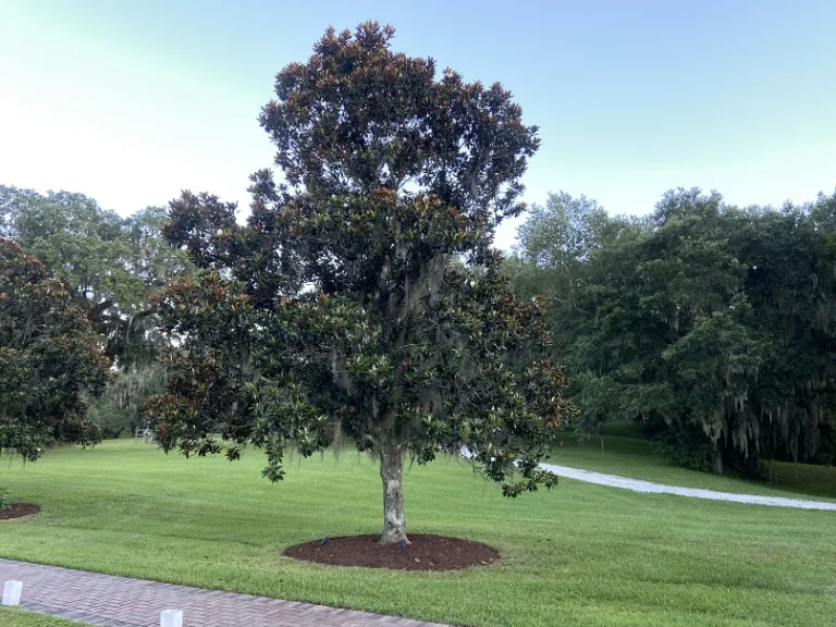 Magnolia grandiflora 'Little Gem' habit