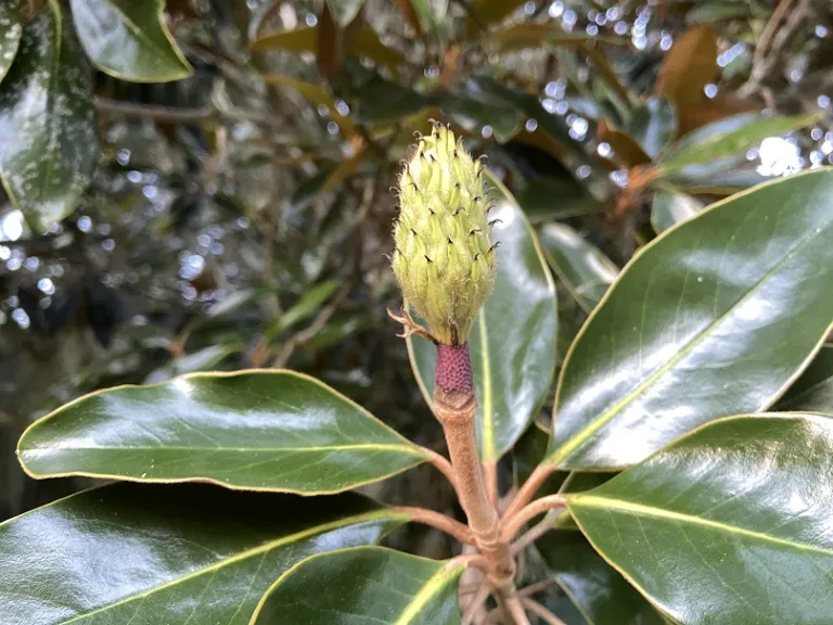 Magnolia grandiflora 'Little Gem' immature fruit
