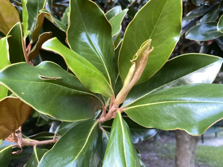Magnolia grandiflora 'Little Gem' new leaf opening