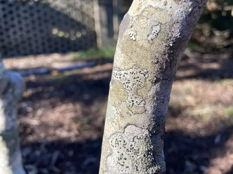 Magnolia stellata 'Centennial' bark