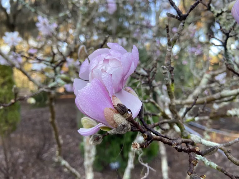 Magnolia stellata 'Centennial' flower
