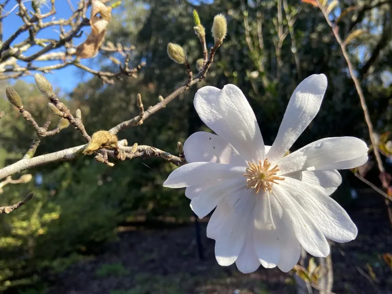 Magnolia stellata 'Centennial' flower and flower buds