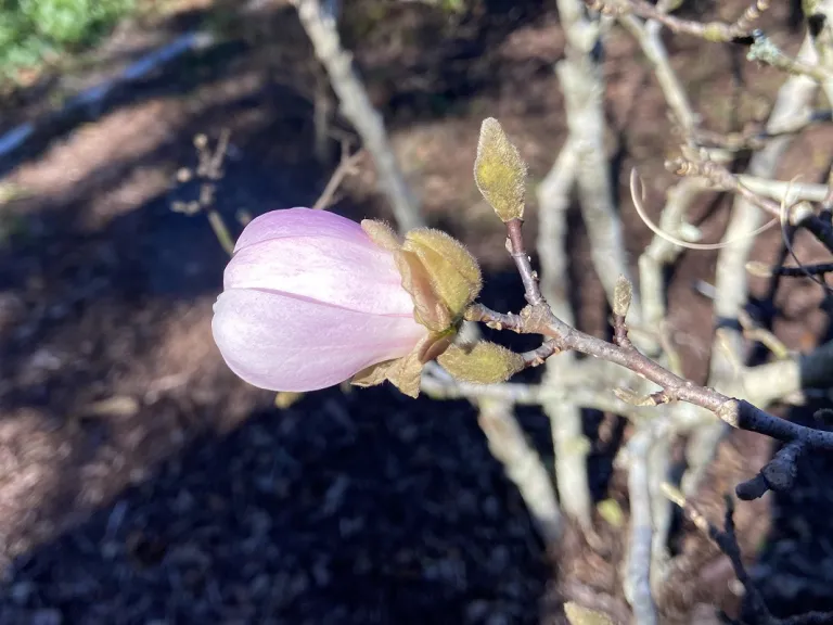 Magnolia stellata 'Centennial' flower buds