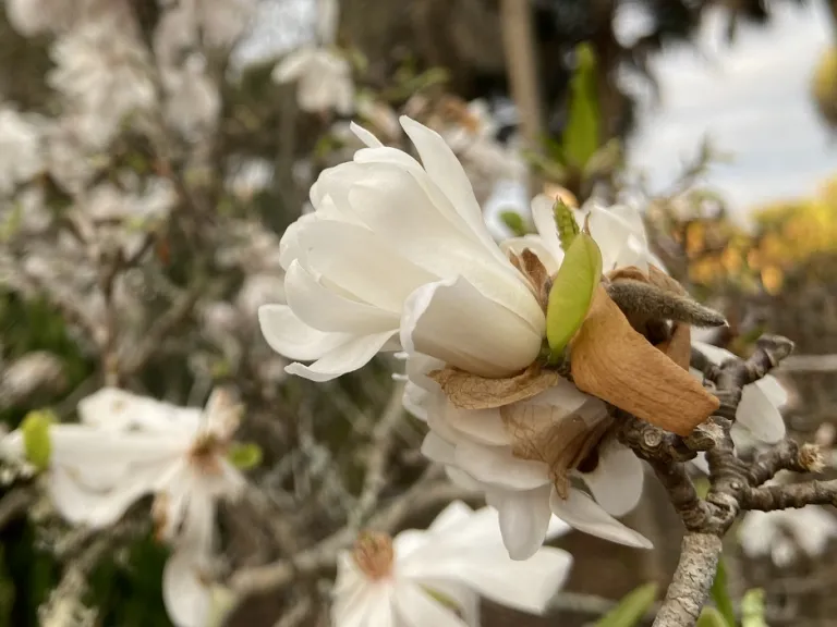 Magnolia stellata 'Centennial' flower opening