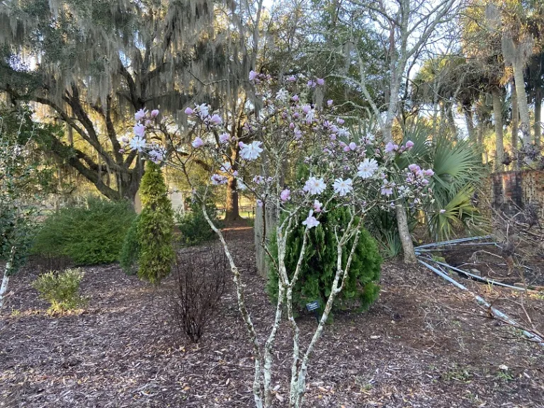 Magnolia stellata 'Centennial' flowering habit