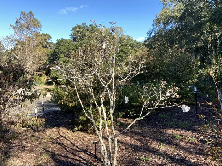Magnolia stellata 'Centennial' habit