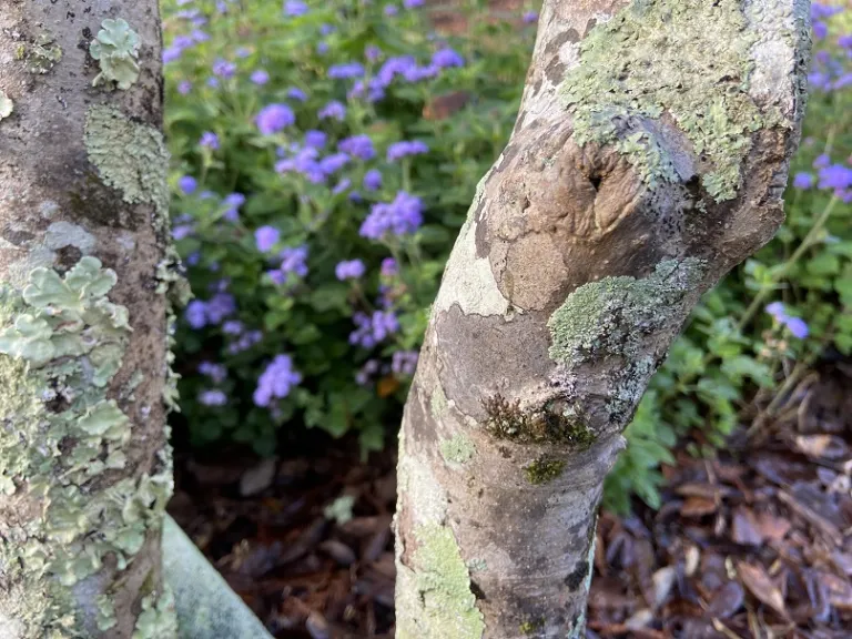 Magnolia stellata 'Waterlily' bark