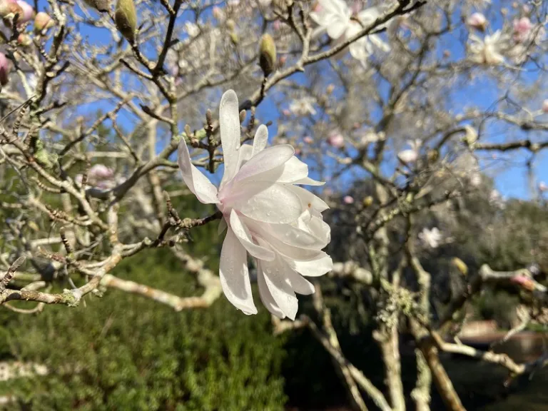 Magnolia stellata 'Waterlily' flower