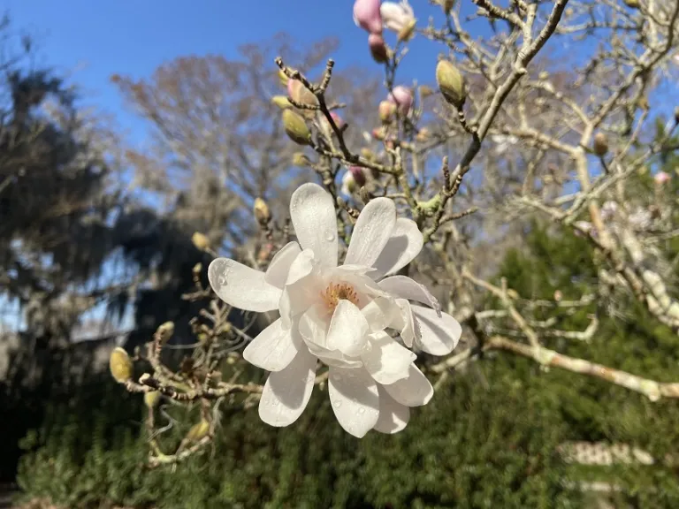 Magnolia stellata 'Waterlily' flower