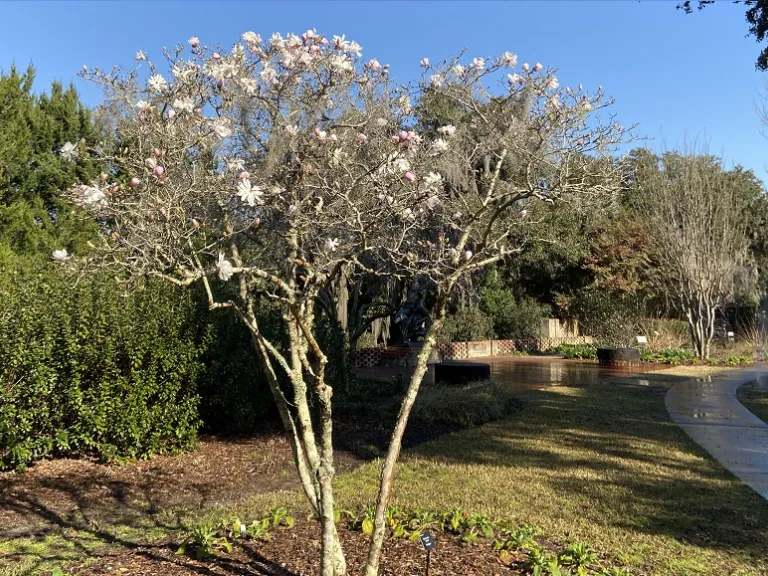 Magnolia stellata 'Waterlily' flowering habit