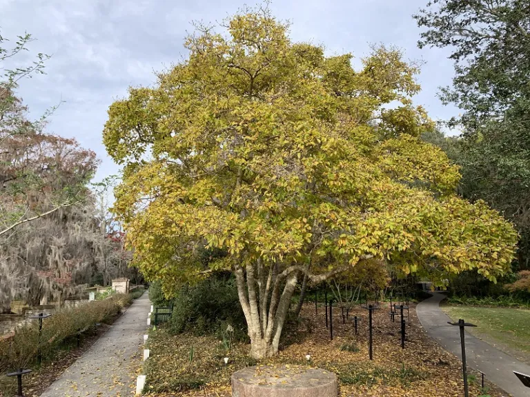 Magnolia stellata fall color
