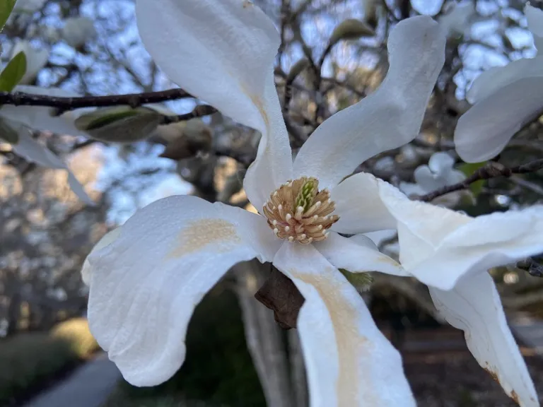 Magnolia stellata flowers