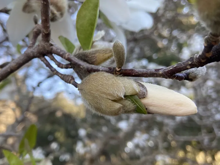 Magnolia stellata flower bud