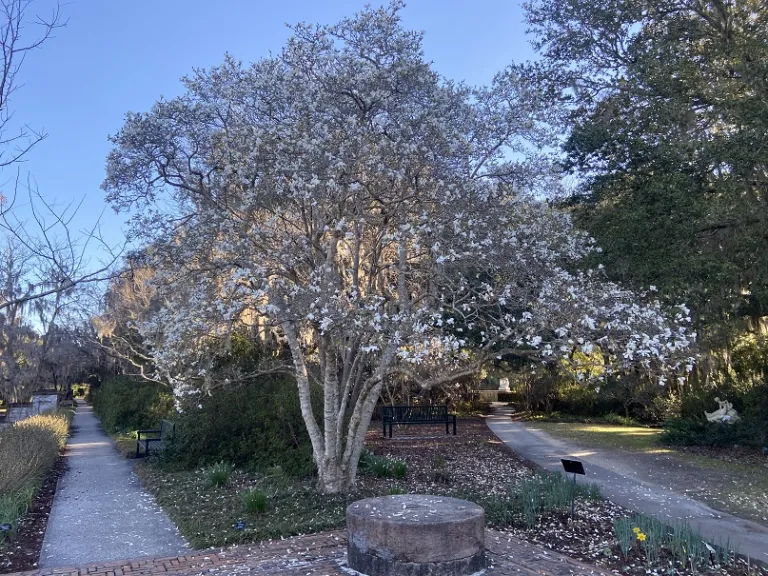 Magnolia stellata flowering habit