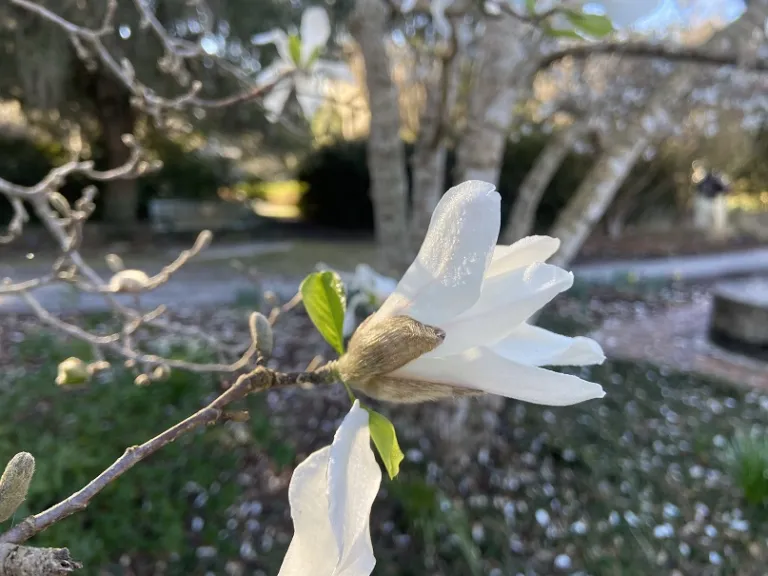 Magnolia stellata opening flower bud
