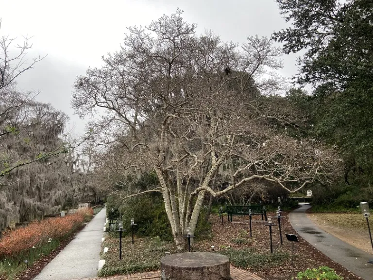 Magnolia stellata winter habit