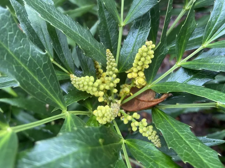 Mahonia fortunei flower buds and flowers